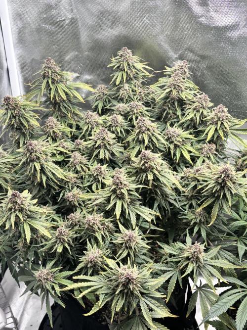 RF3 fastbuds. Week 11