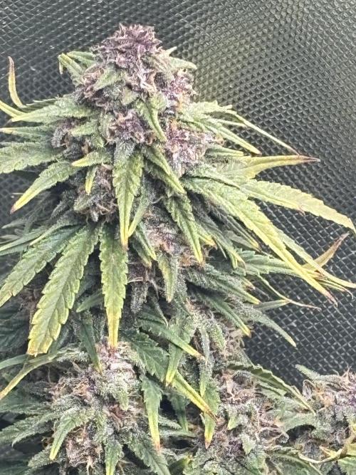 RF3 fastbuds. Week 11