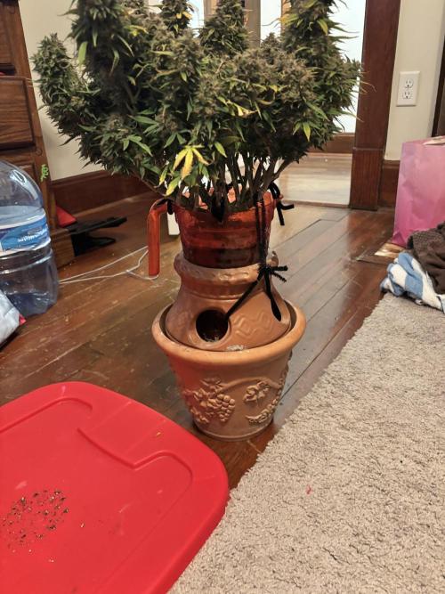 Mix pack from fast buds. Week 12