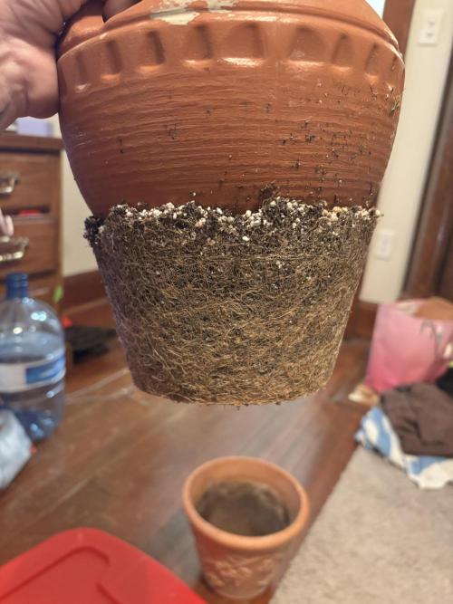 Mix pack from fast buds. Week 12