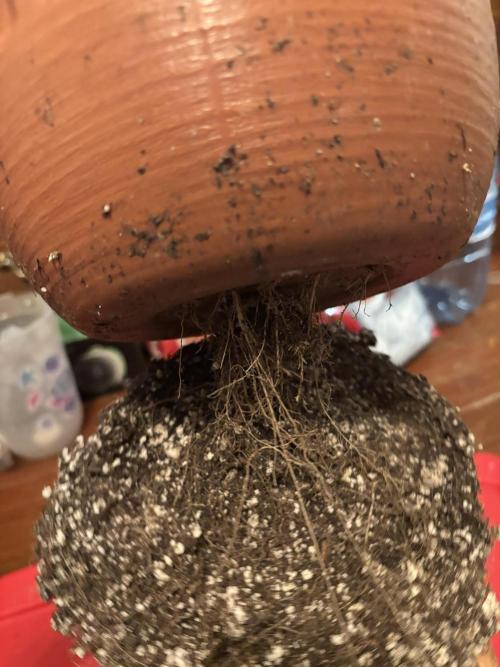 Mix pack from fast buds. Week 12