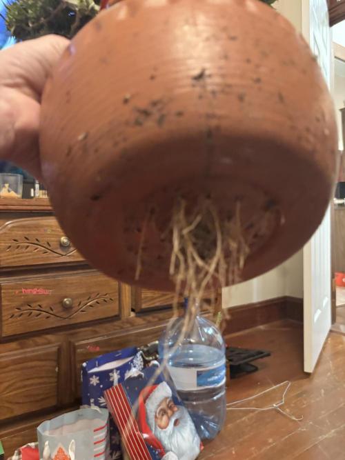 Mix pack from fast buds. Week 12