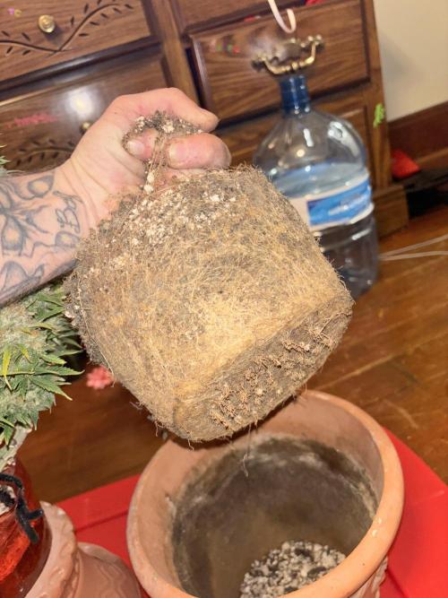 Mix pack from fast buds. Week 12