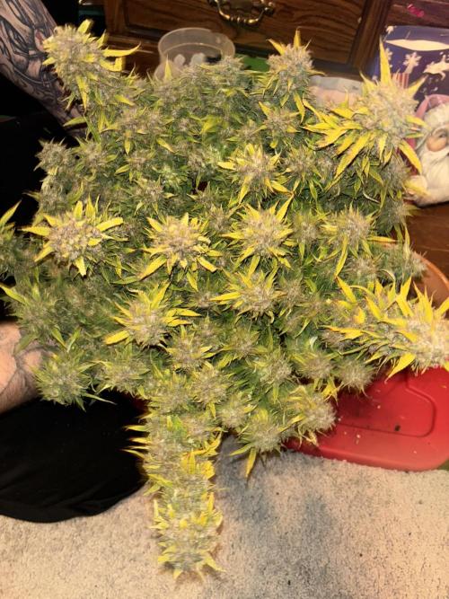 Mix pack from fast buds. Week 12