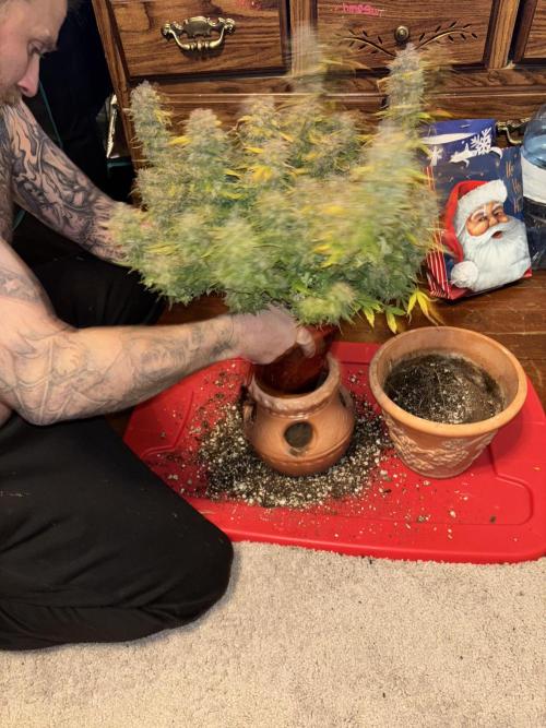 Mix pack from fast buds. Week 12