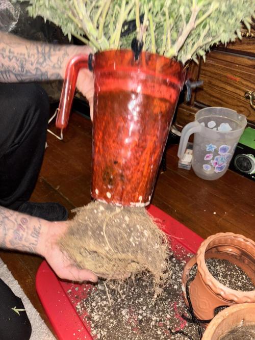 Mix pack from fast buds. Week 12