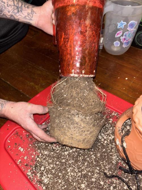 Mix pack from fast buds. Week 12