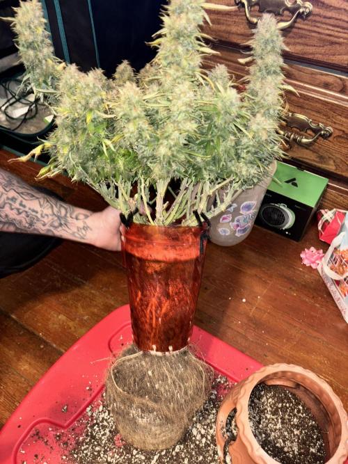 Mix pack from fast buds. Week 12