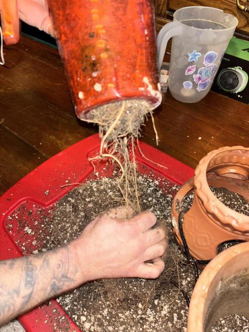 Mix pack from fast buds. Week 12