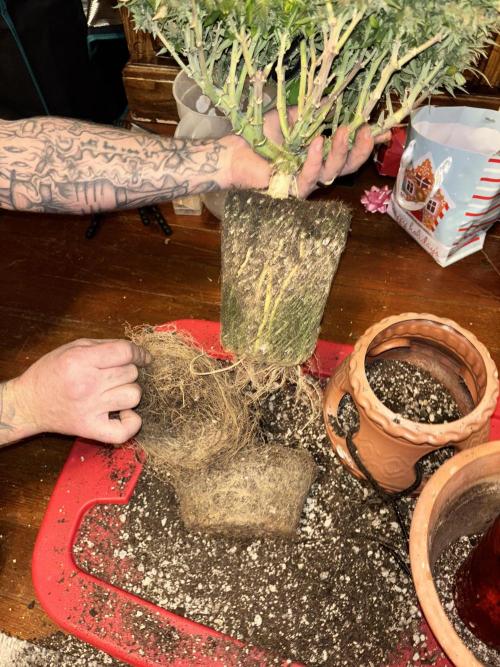 Mix pack from fast buds. Week 12