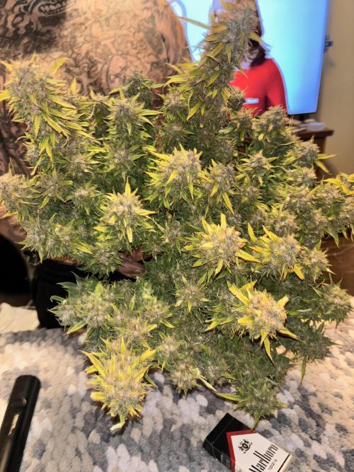 Mix pack from fast buds. Week 12