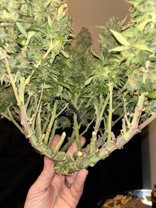 Mix pack from fast buds. Week 12