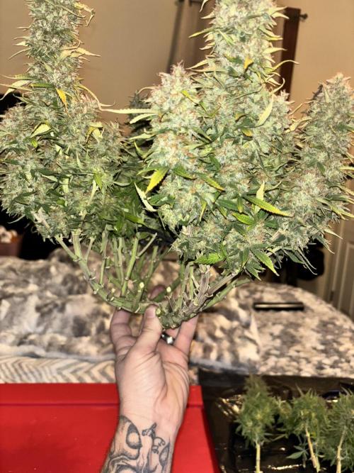 Mix pack from fast buds. Week 12