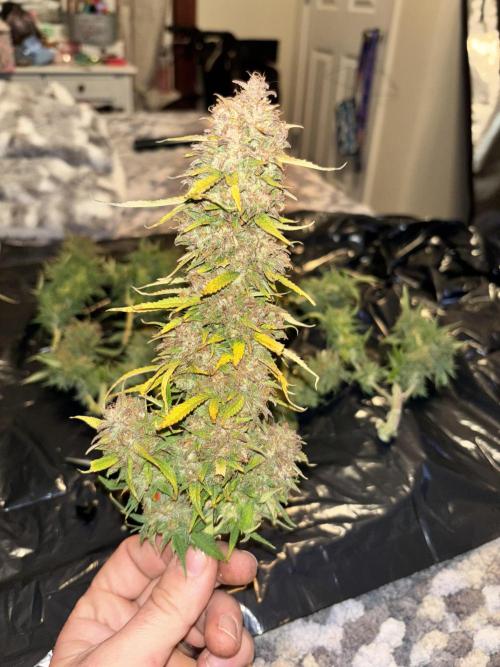 Mix pack from fast buds. Week 12