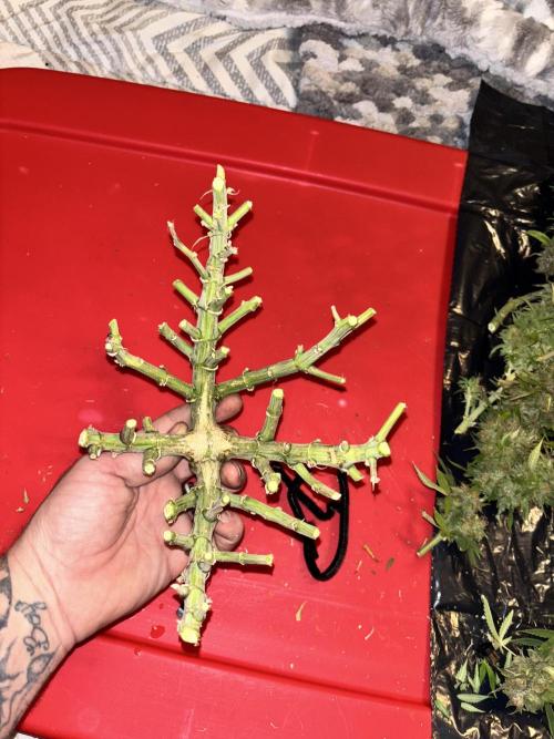 Mix pack from fast buds. Week 12