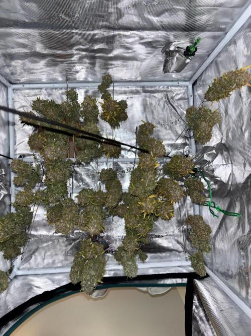 Mix pack from fast buds. Week 12