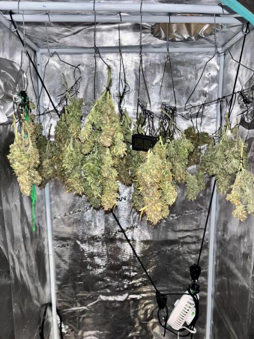 Mix pack from fast buds. Week 12