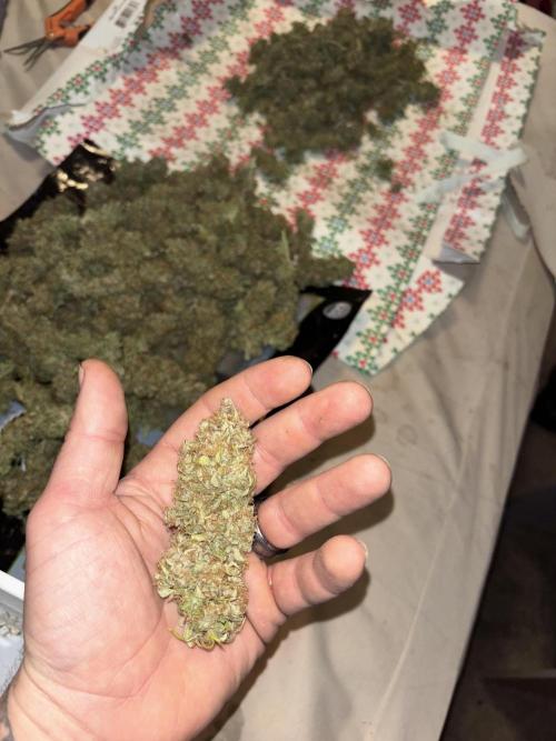 Mix pack from fast buds. Week 12