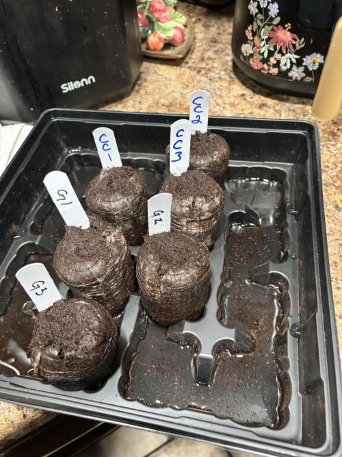 First test grow. Week 0