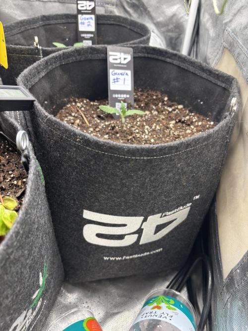 First test grow. Week 1