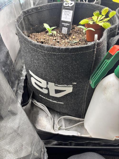 First test grow. Week 1