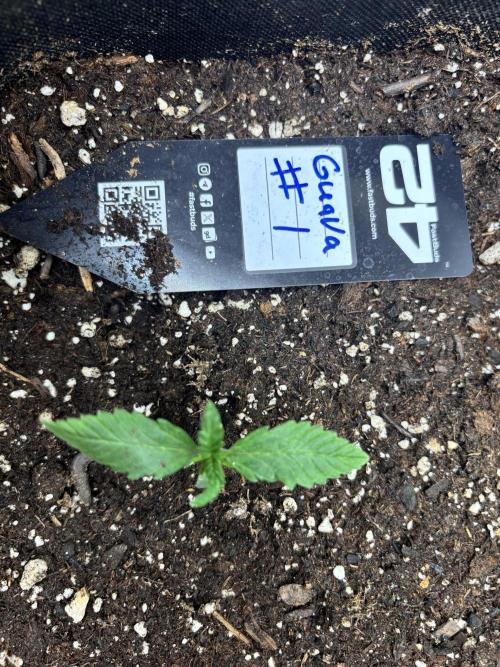 First test grow. Week 1