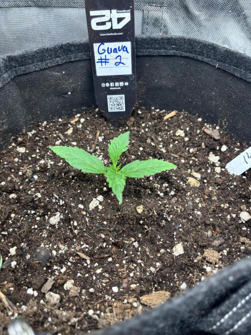 First test grow. Week 1