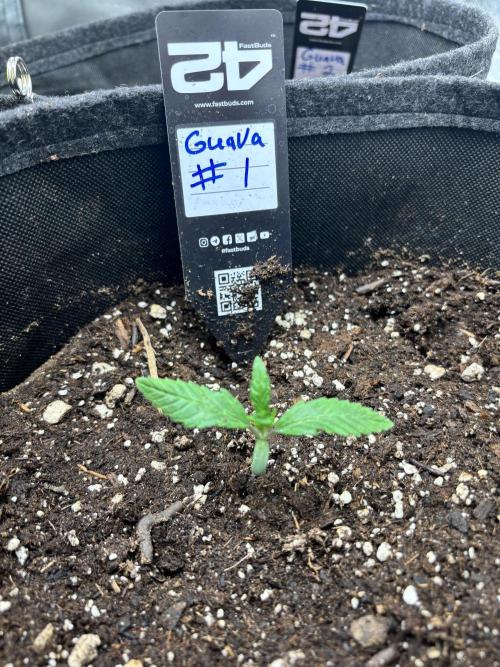 First test grow. Week 1