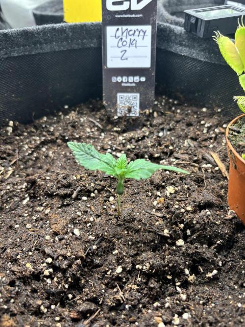 First test grow. Week 1