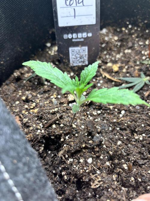 First test grow. Week 1