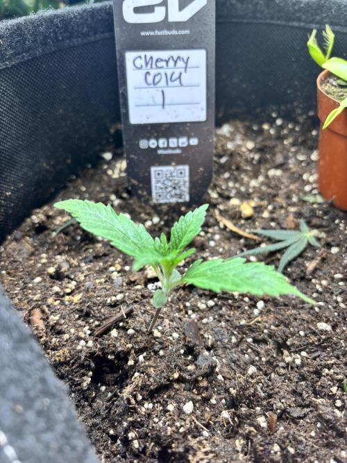 First test grow. Week 1