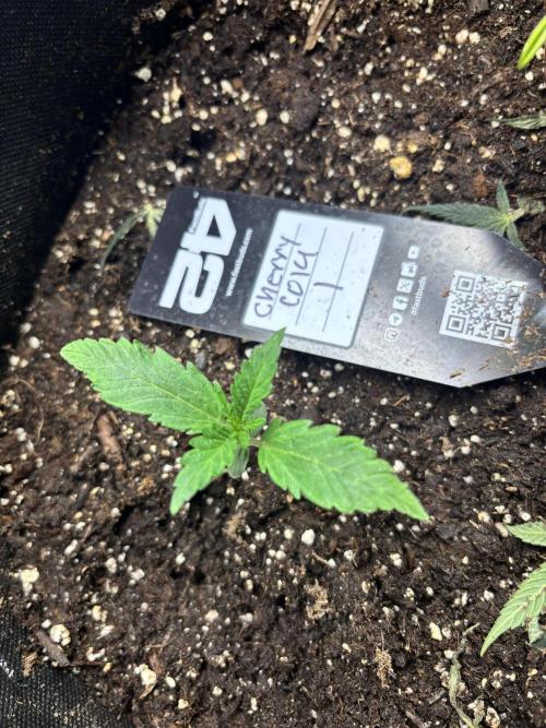 First test grow. Week 1