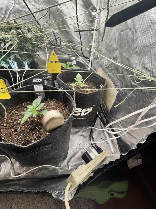 First test grow. Week 2