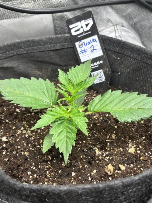 First test grow. Week 2