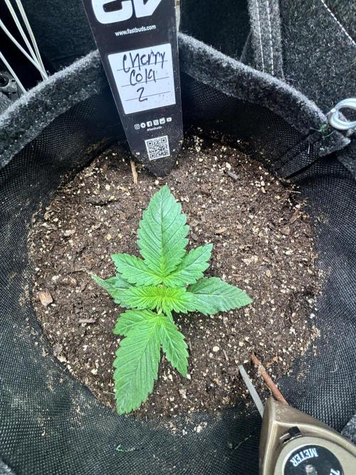 First test grow. Week 2