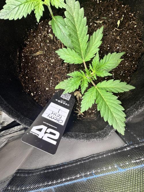 First test grow. Week 2