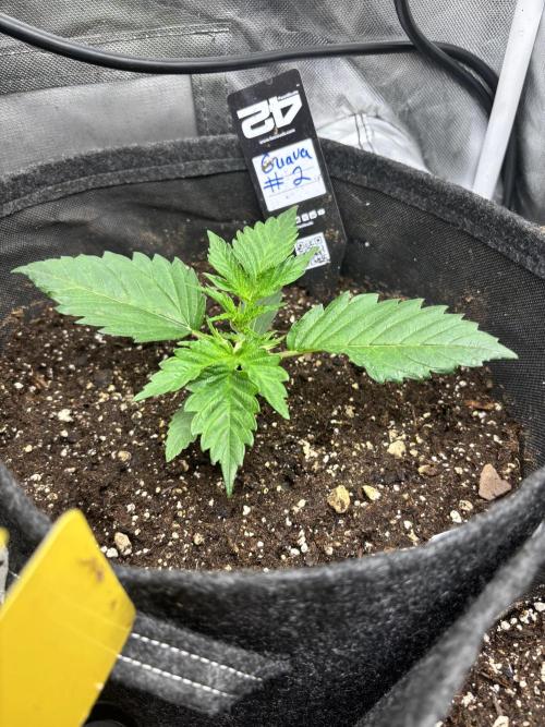 First test grow. Week 2