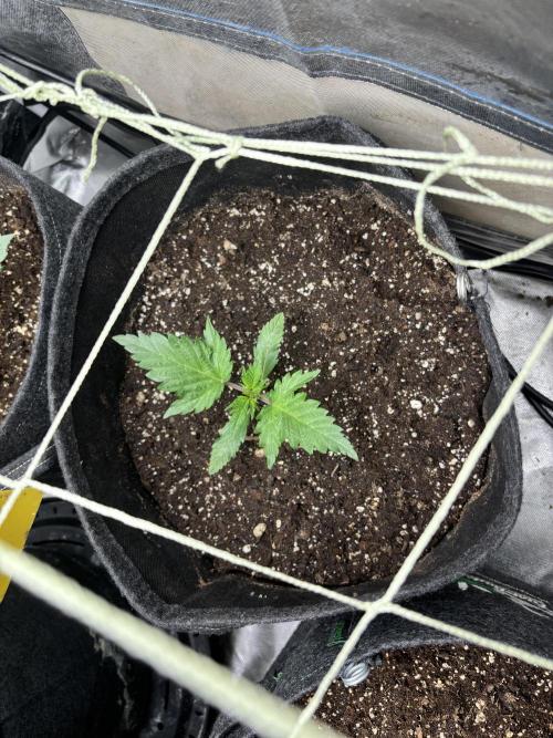 First test grow. Week 2