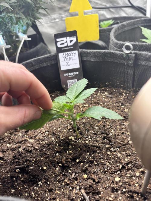 First test grow. Week 2