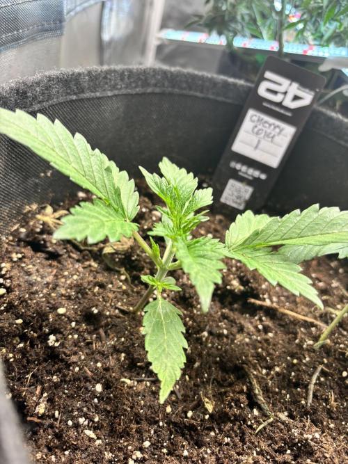 First test grow. Week 2