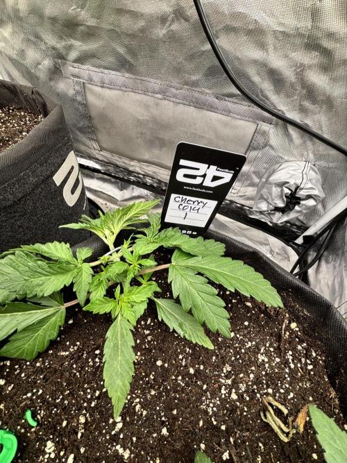First test grow. Week 3