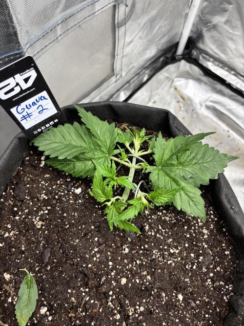 First test grow. Week 3