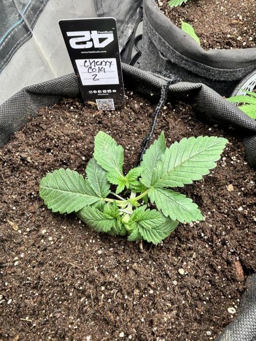 First test grow. Week 3