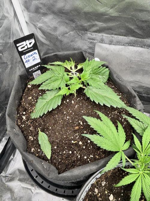 First test grow. Week 3
