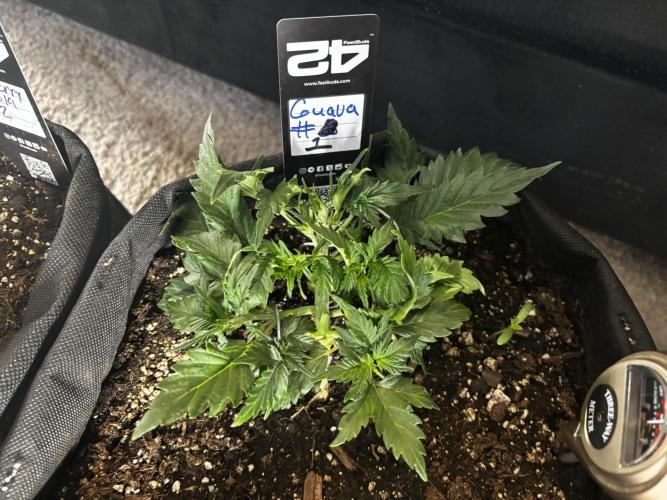 First test grow. Week 3