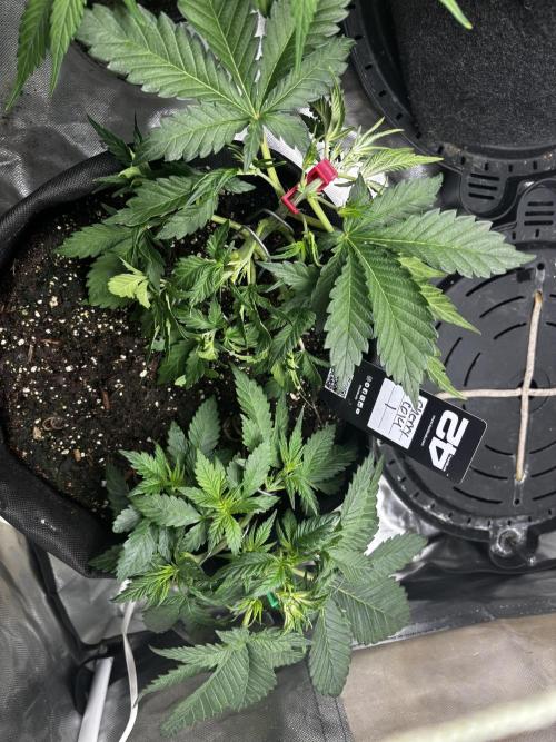 First test grow. Week 3