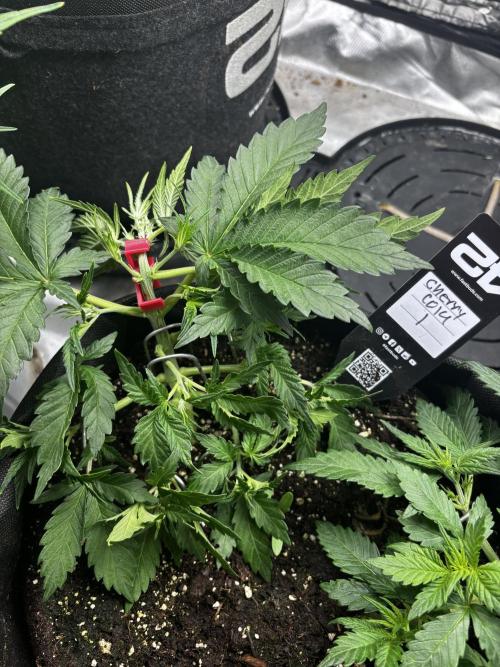 First test grow. Week 3