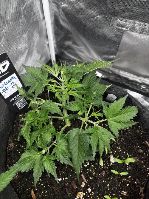 First test grow. Week 3