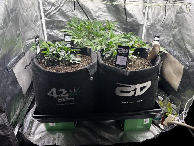 First test grow. Week 3