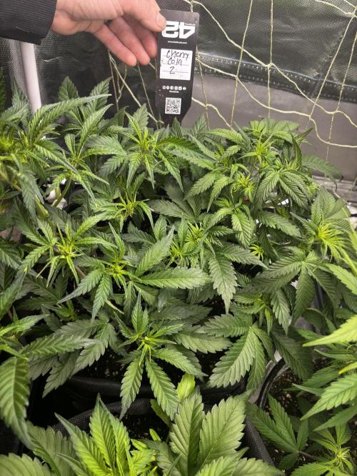 First test grow. Week 4